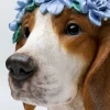 KARE Deko Objekt Fiori Beagle 47cm