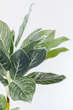 KARE Deko Pflanze Calathea 140cm