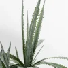 KARE Deko Pflanze Dragon Tree 155cm